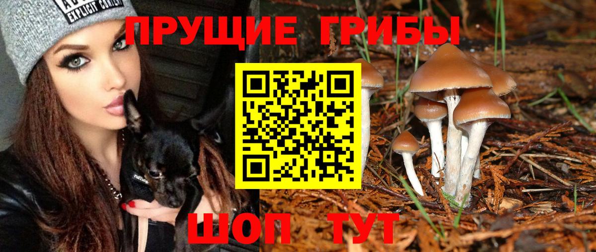 где можно купить   Галлюциногенные грибы Psilocybine cubensis  Вход с VPN  Кудрово 
